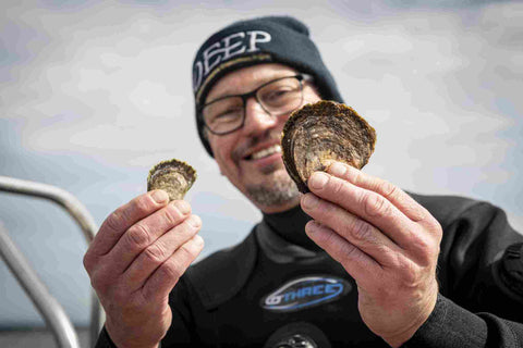 Prof Bill Sanderson compares growth of native European oysters in past DEEP project deployment with the latest batch