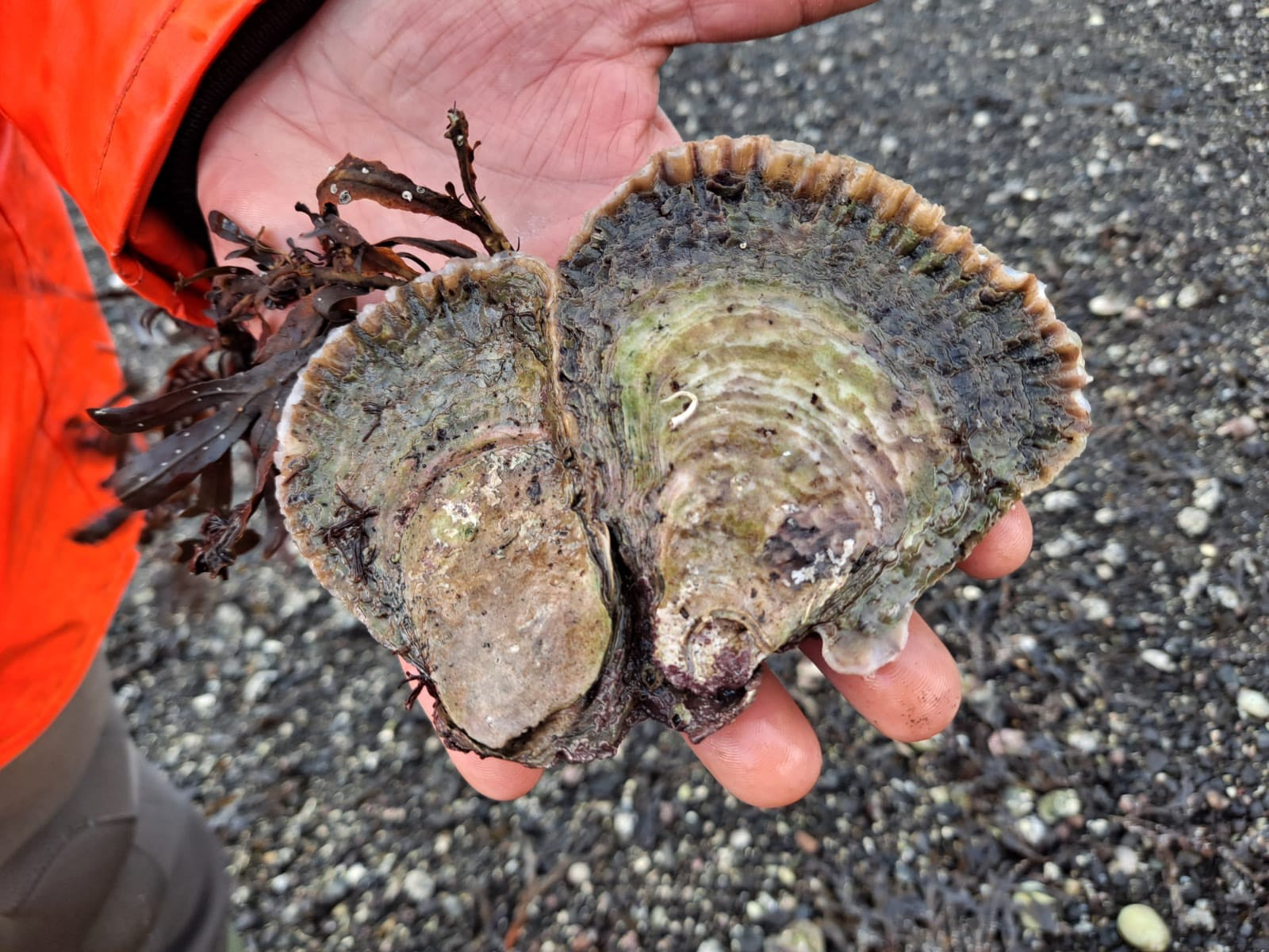 Wild Ostrea edulis Oyster Double
