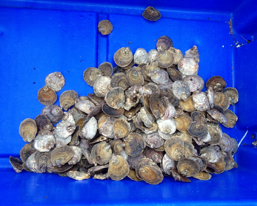 Graded Ostrea edilus oysters