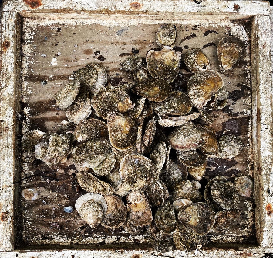 Adult Ostrea edulis