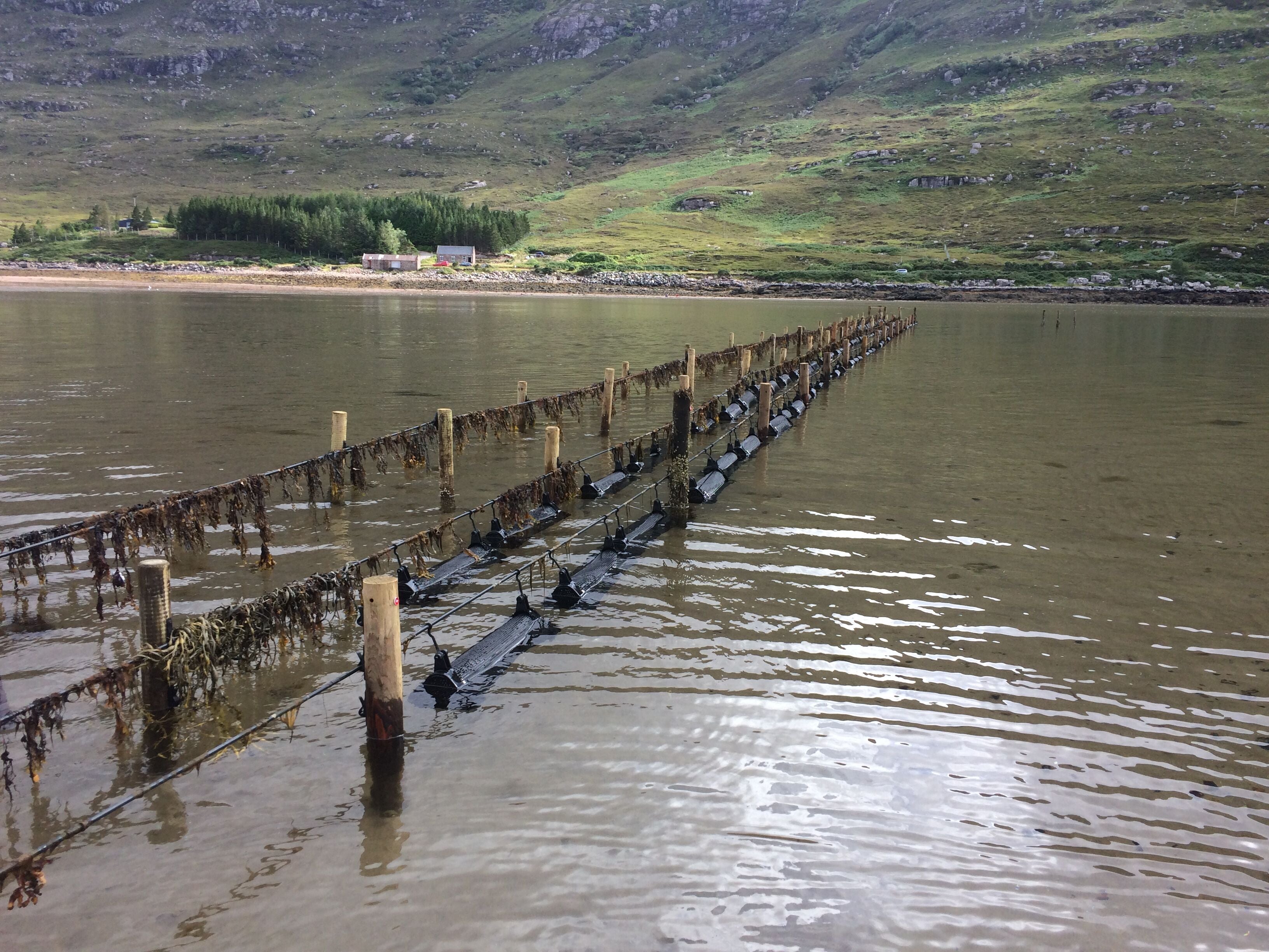 Oyster Longlines in Loch