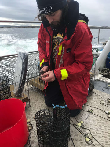 Measuring Native oyster samples