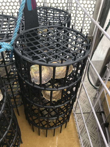Native oyster experiment