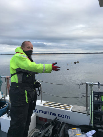 Native oysters being released onto the reef