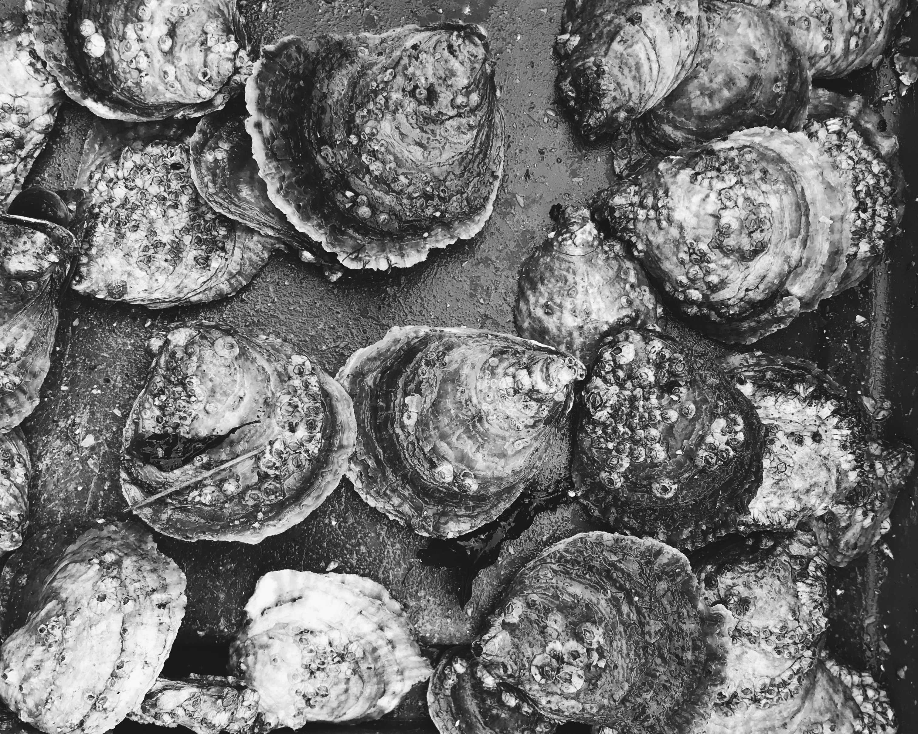 Native Oyster Restoration