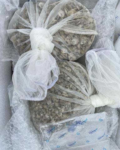 Native oyster seed