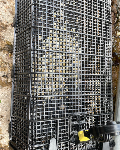 Native oyster seed in basket