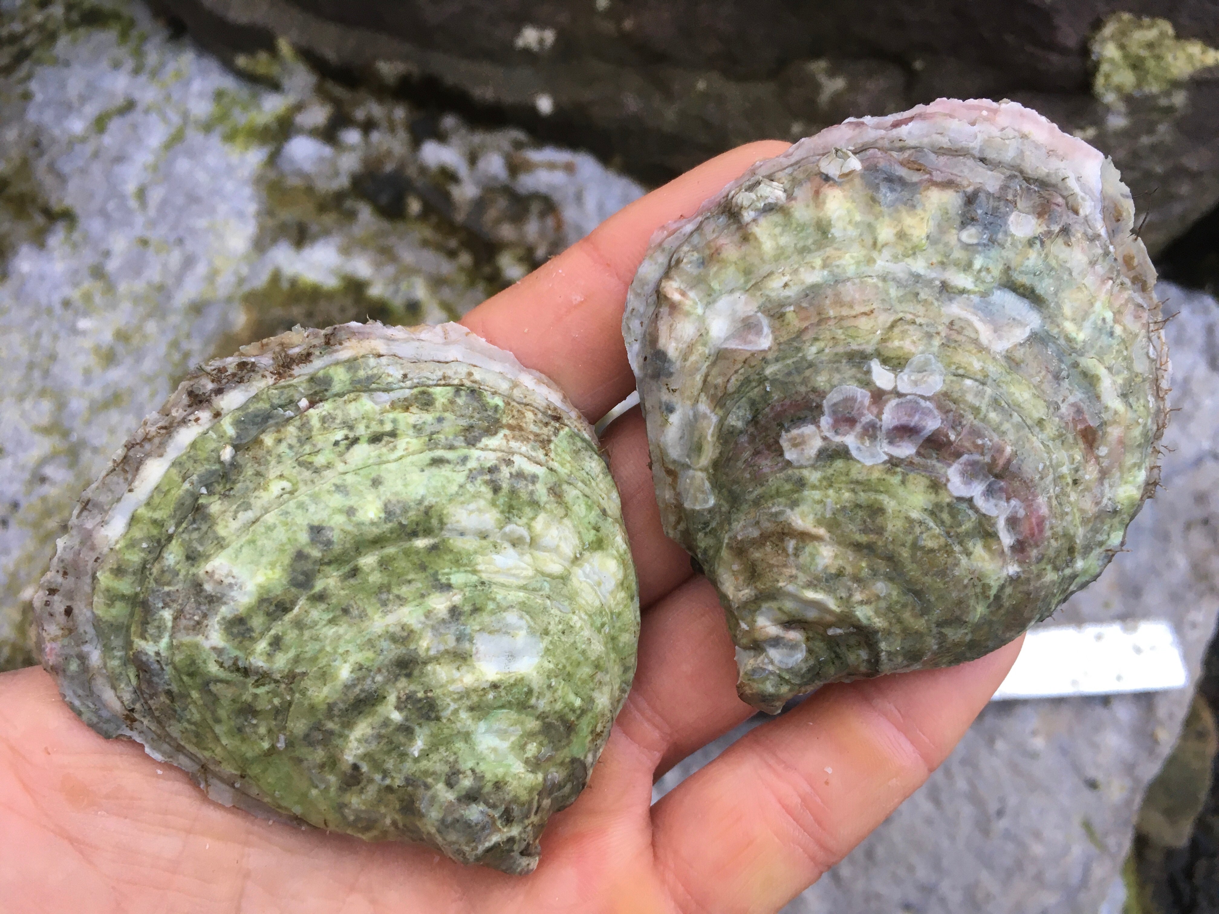Native Ostrea edulis adults